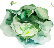 Cabbage